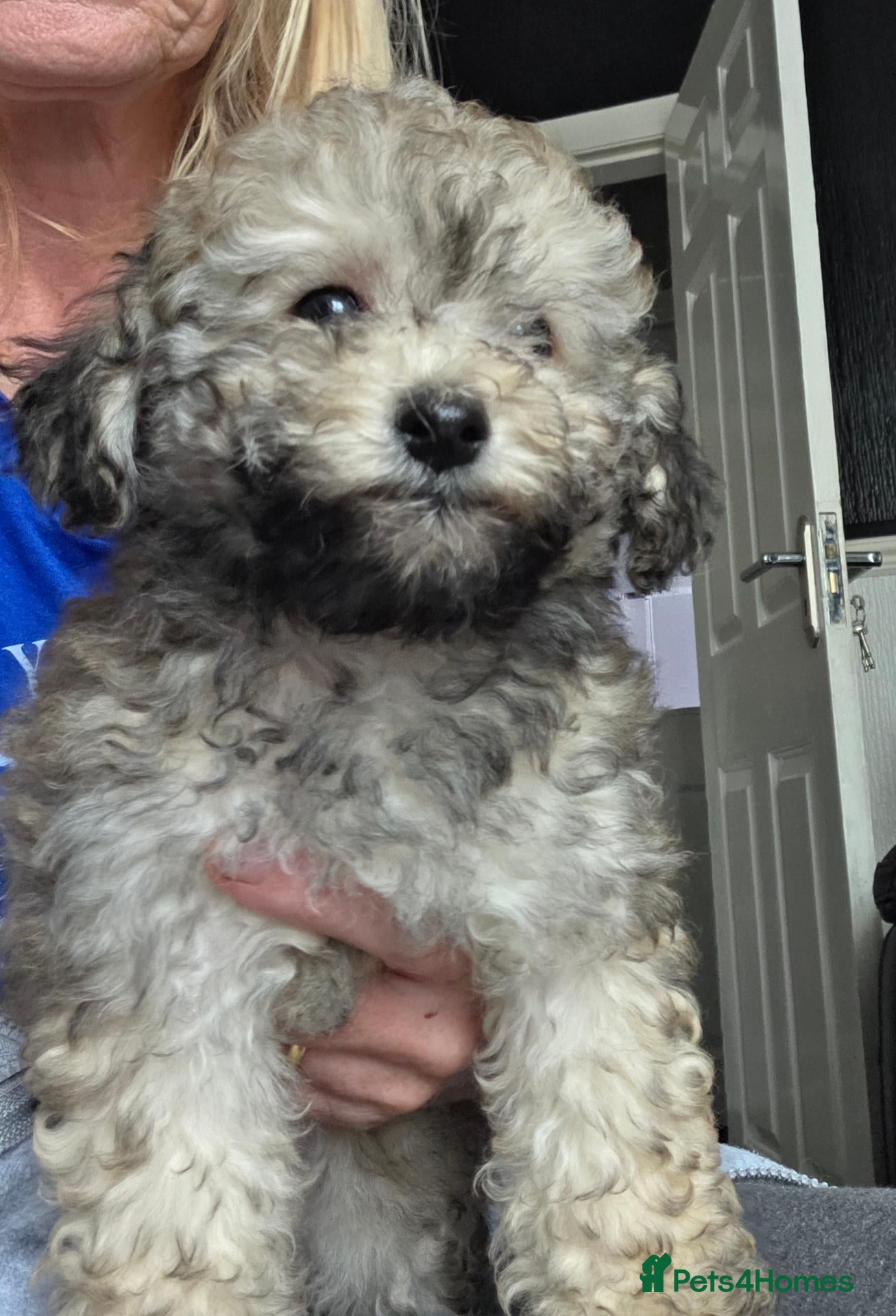 Jackapoo dogs Toy poodle 3/4 puppies  - Advert 4