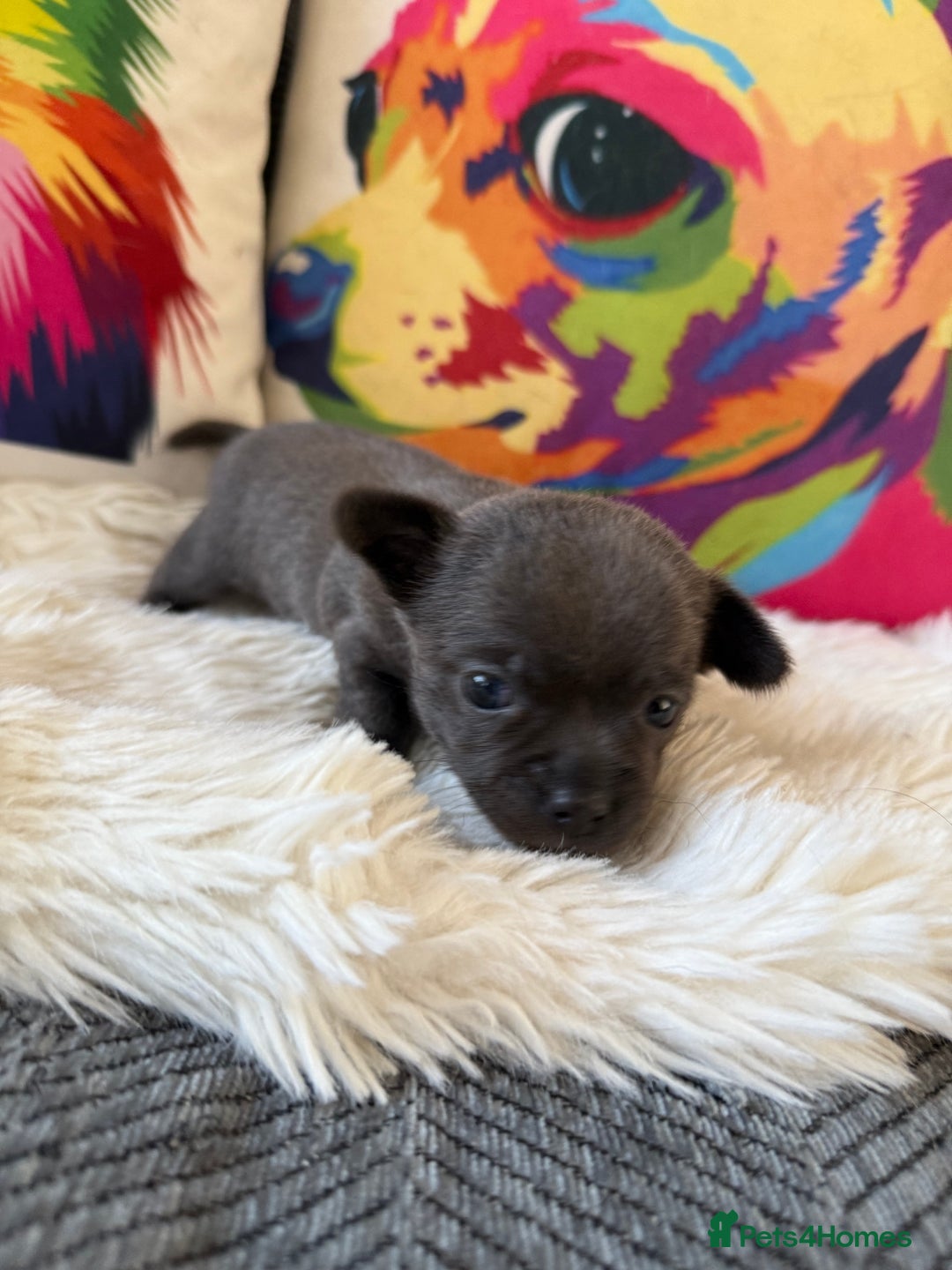 Chihuahua dogs for sale: Stunning Little Short Coat Chihuahuas - Image 11