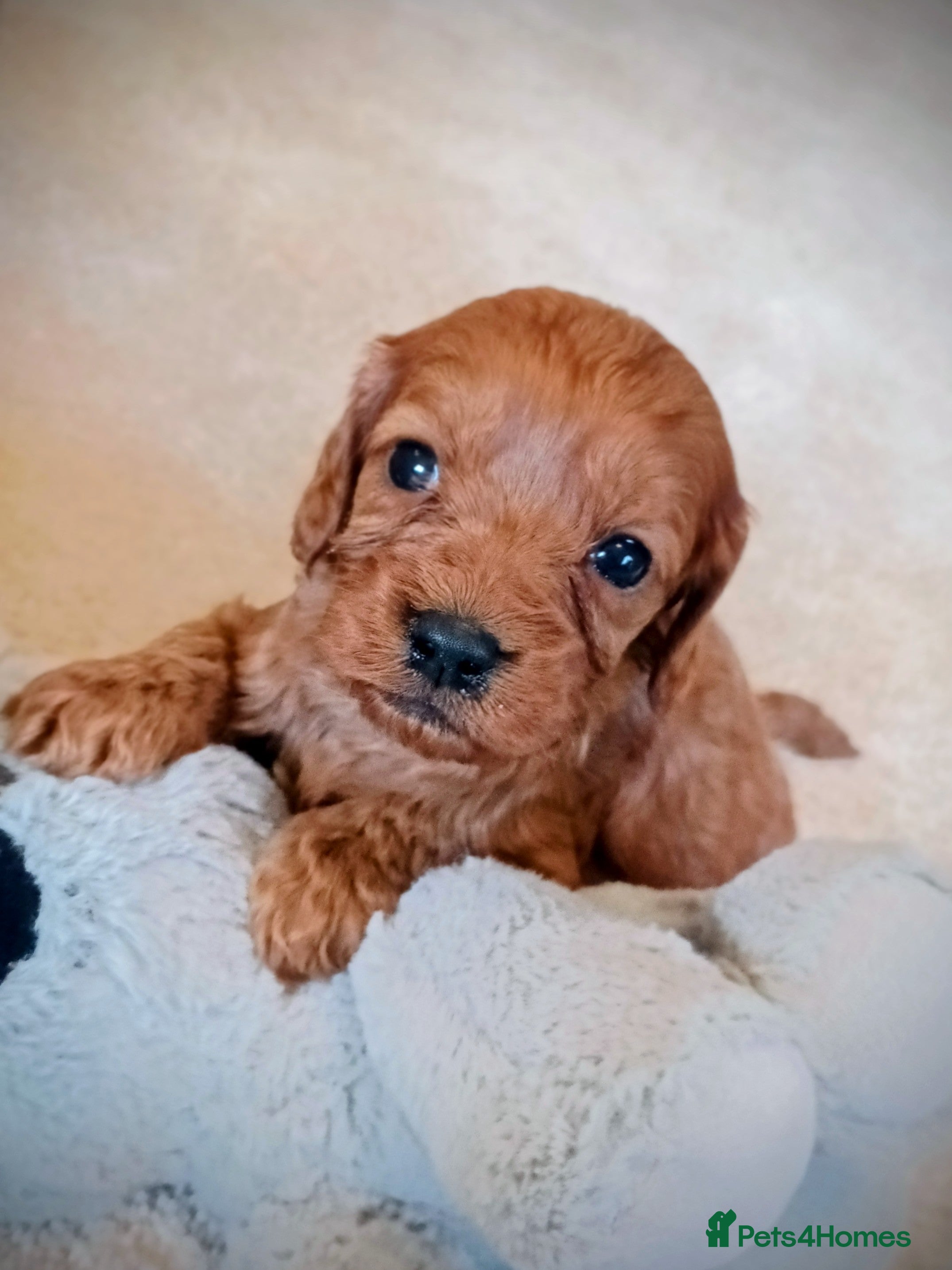 Cavapoo dogs Cavapoo puppies f1 FOX red girl❤️ !!!! .  - Advert 7