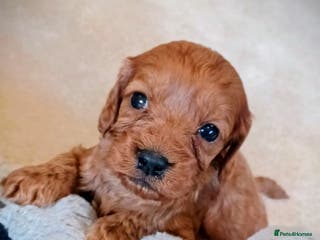 Cavapoo dogs Cavapoo puppies f1 FOX red girl❤️ !!!! . - Advert 4