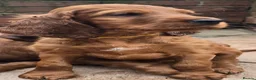 Irish Setter dogs for sale: KC Registered Beautiful Irish Setter Puppies  - Advert 5