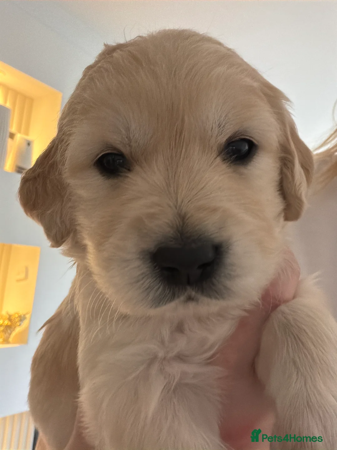 Golden Retriever dogs for sale: Golden Retriever Puppies  - Advert 2