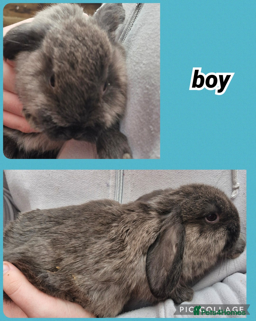 Mini Lop rabbits for sale: ** mini lops available now** - Advert 4