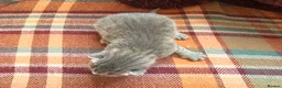 Mixed Breed cats for sale: Beautiful British Shorthaired Cross Kittens - Advert 33