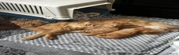 Maine Coon cats for sale: Majestic Fire Maine Coon Kittens - Advert 27