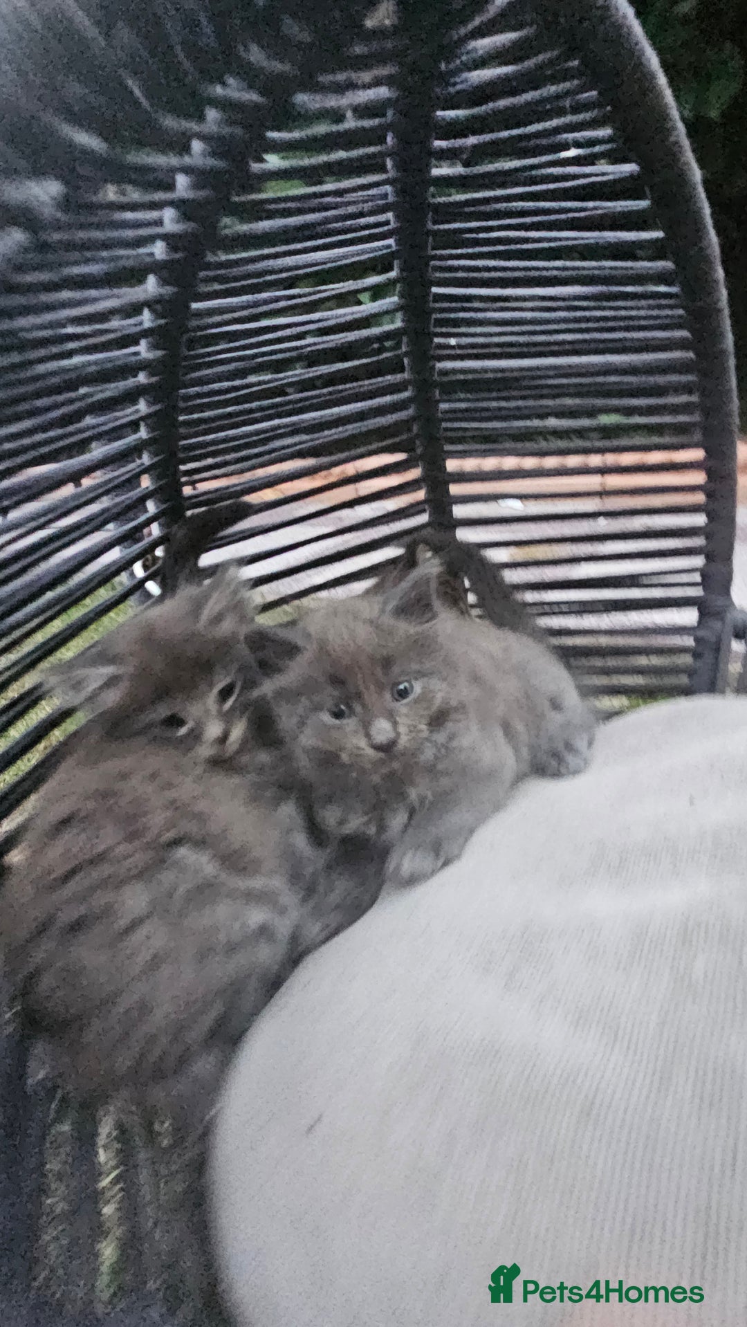 Persian cats for sale: Very beatifull perian kittens - Image 17