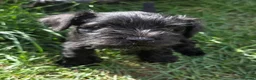 Miniature Schnauzer dogs for sale: Beautiful Miniature Schnauzers - Advert 6