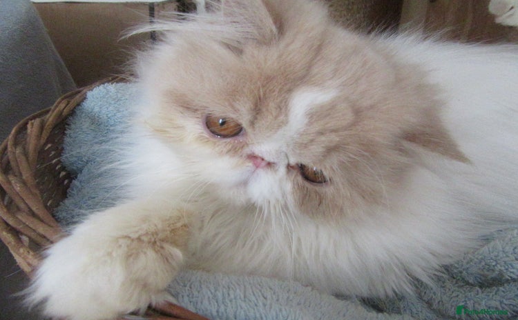 Persian cats in Leigh-on-Sea - Advert 5