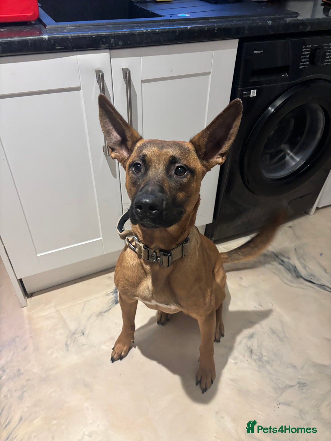 Mixed Breed dogs for sale: Belgium Malinios *DOG HANDLER ONLY* - Image 9