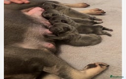 French Bulldog dogs for stud: JIM BOY is for stud DWKC registered no AI in West Molesey - Image 10