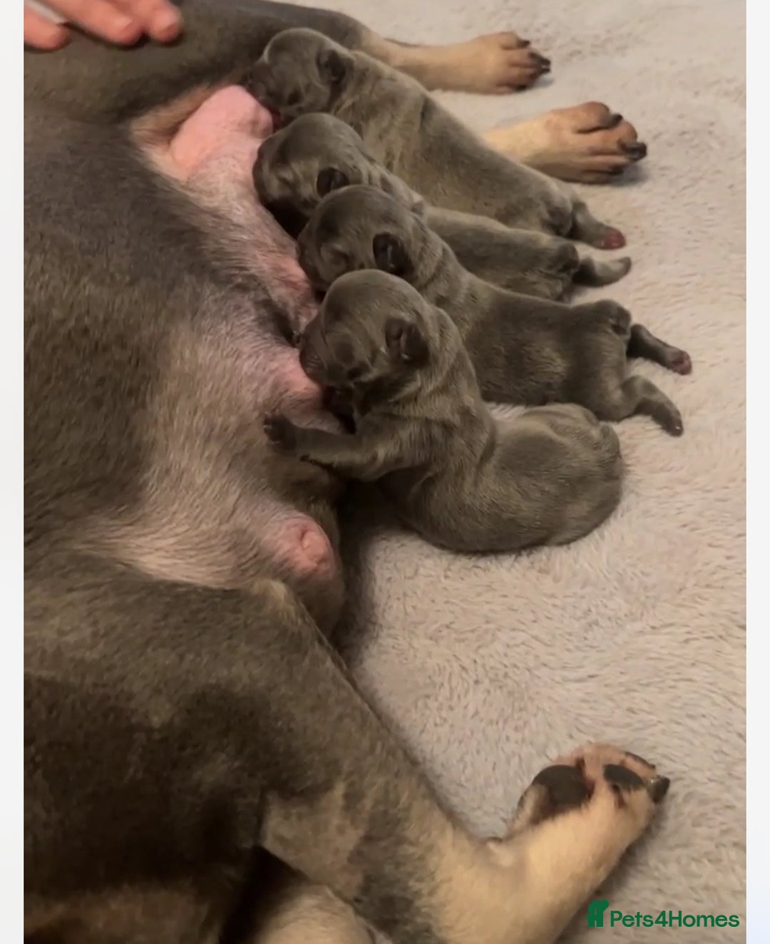 French Bulldog dogs for stud: JIM BOY is for stud DWKC registered no AI in West Molesey - Image 10