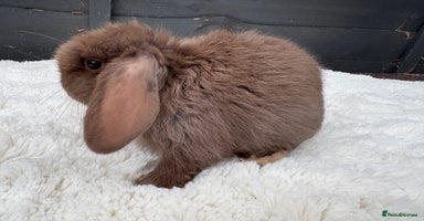 Mini Lop rabbits - Advert 11