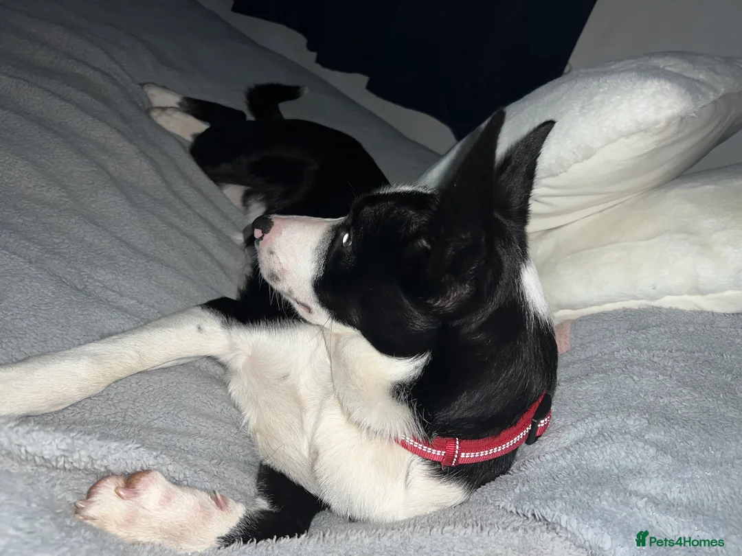 Border Collie dogs for sale: Gorgeous Collie Needs Rehoming. in Exeter - Advert 1