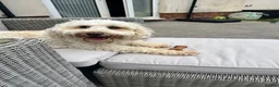 Cockapoo dogs for sale: Cockapoo Age 2 - Bear in Plymouth - Advert 3