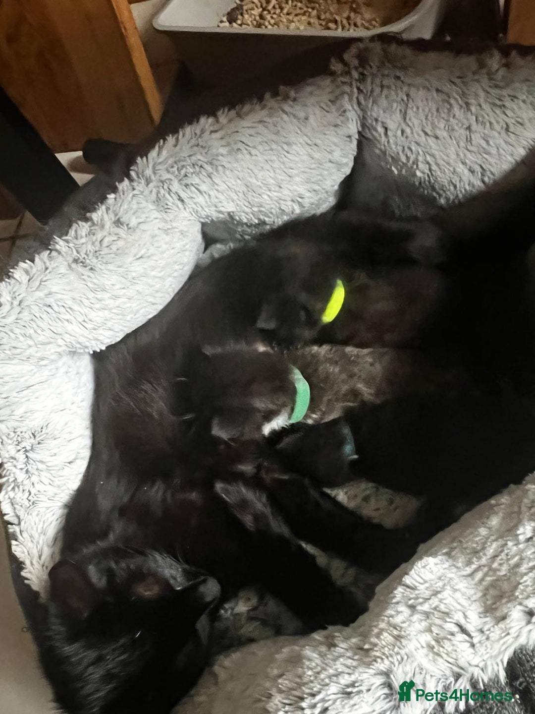 British Shorthair cats for sale: 3 boys kittens ready beginning of nov  - Image 9