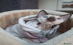 Devon Rex cats for sale: Nico boy with blue eyes - Image 4