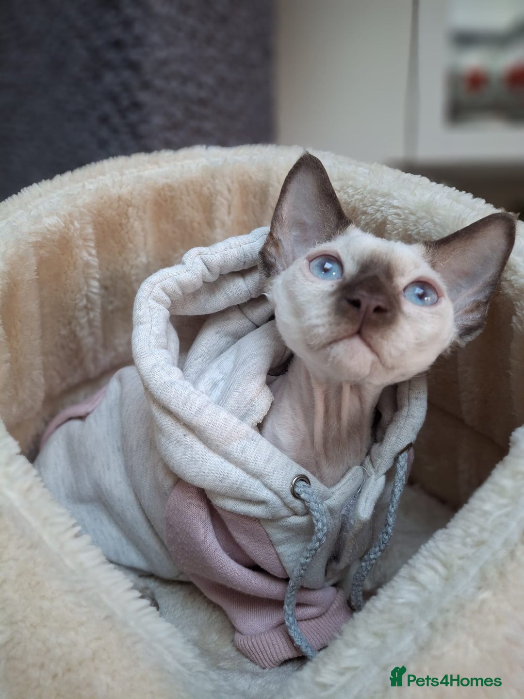 Devon Rex cats for sale: Nico boy with blue eyes - Image 4