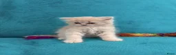 Persian cats for sale: ❤️ Stunning White & Ginger Persian Kittens ❤️ - Advert 5