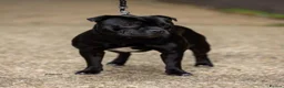 Staffordshire Bull Terrier dogs for sale: KC reg, stunning boy looking for new home - Advert 1