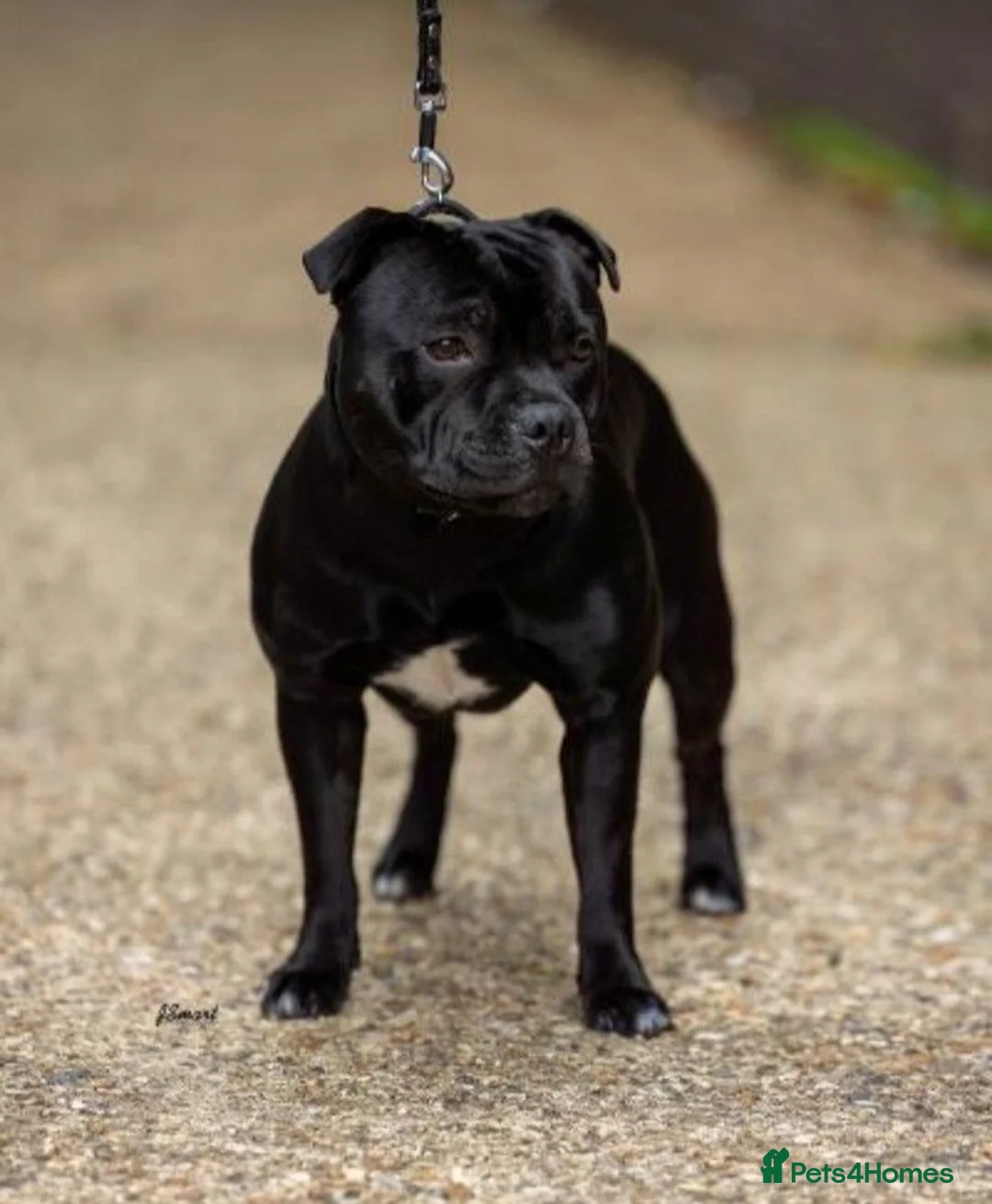 Staffordshire Bull Terrier dogs for sale: KC reg, stunning boy looking for new home - Advert 1