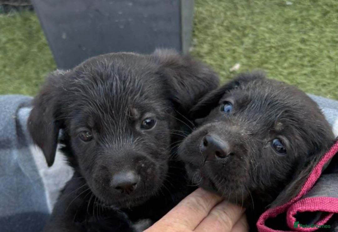 Sprocker dogs for sale: Sprockers  - Image 4