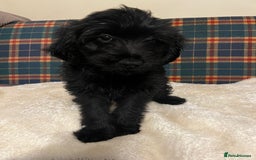 Mixed Breed dogs for sale:  🐾 Labradoodle x Entlebucher Sennenhund Puppies! - Image 6