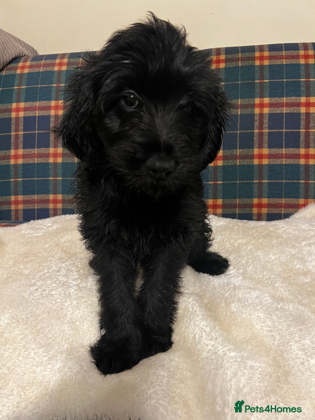 Mixed Breed dogs for sale:  🐾 Labradoodle x Entlebucher Sennenhund Puppies! - Image 6