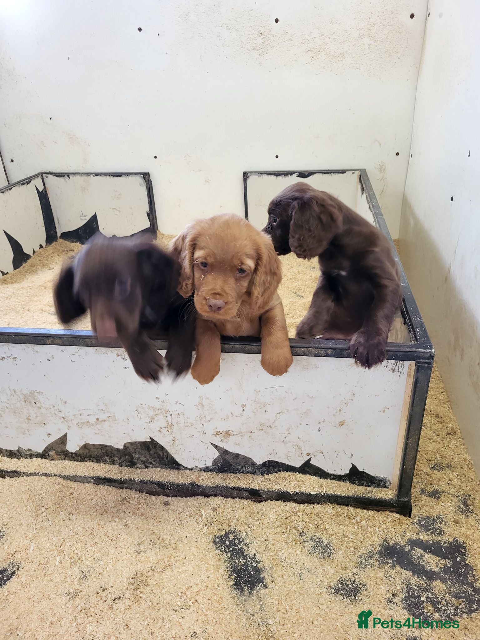 Cocker Spaniel dogs Cocker Spaniel puppies  - Advert 2