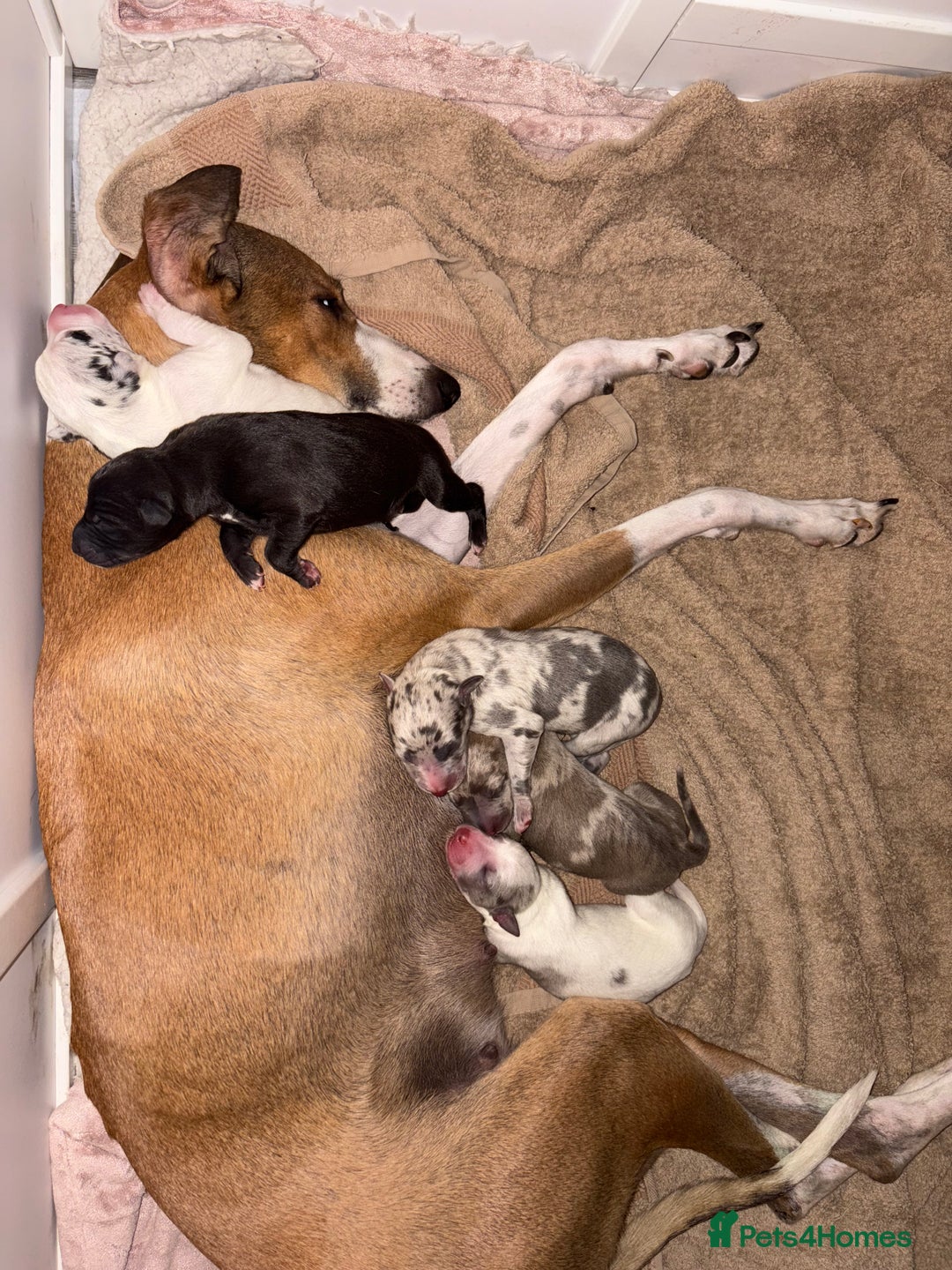 Mixed Breed dogs for sale: Collie Whippet Greyhound  - Image 19