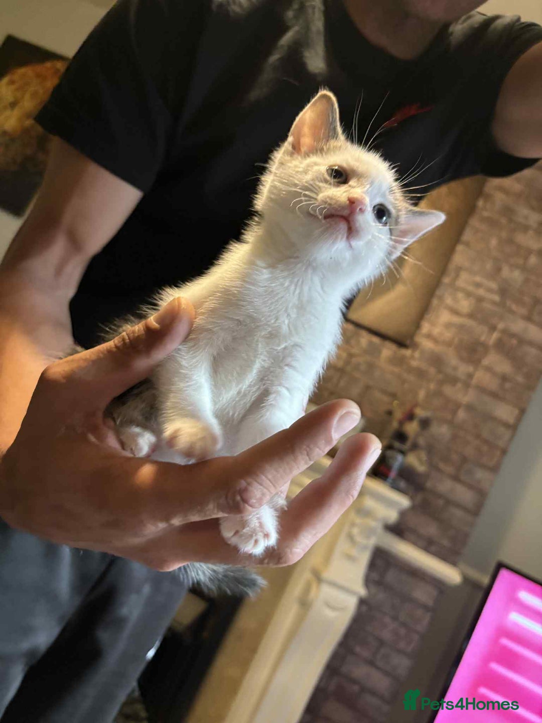 Domestic Shorthair cats for sale: 3 male kittens  - Image 1