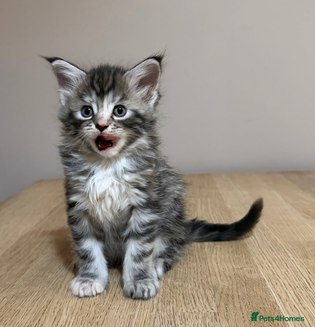 Maine Coon cats for sale: Stunning Maine Coon cross kittens - Advert 3
