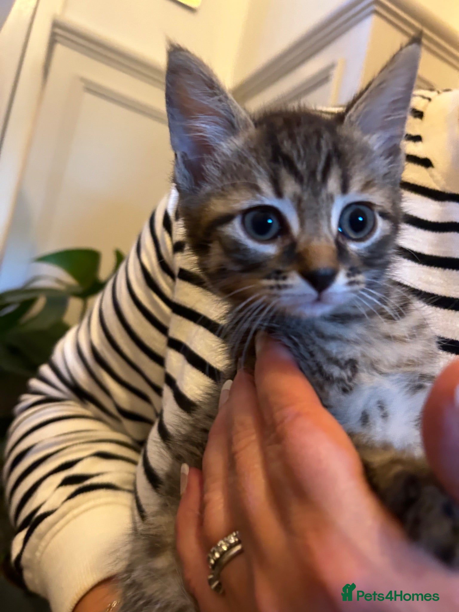 Mixed Breed cats Kittens for sales  - Advert 1