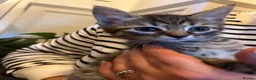 Mixed Breed cats for sale: Kittens for sales  in Camberley - Advert 1