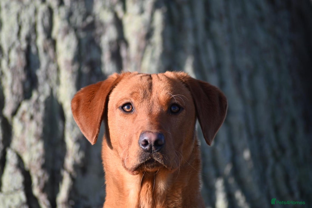 Labrador Retriever dogs for stud: Dark Red Fox Labrador Stud Dog in Ellesmere - Image 6