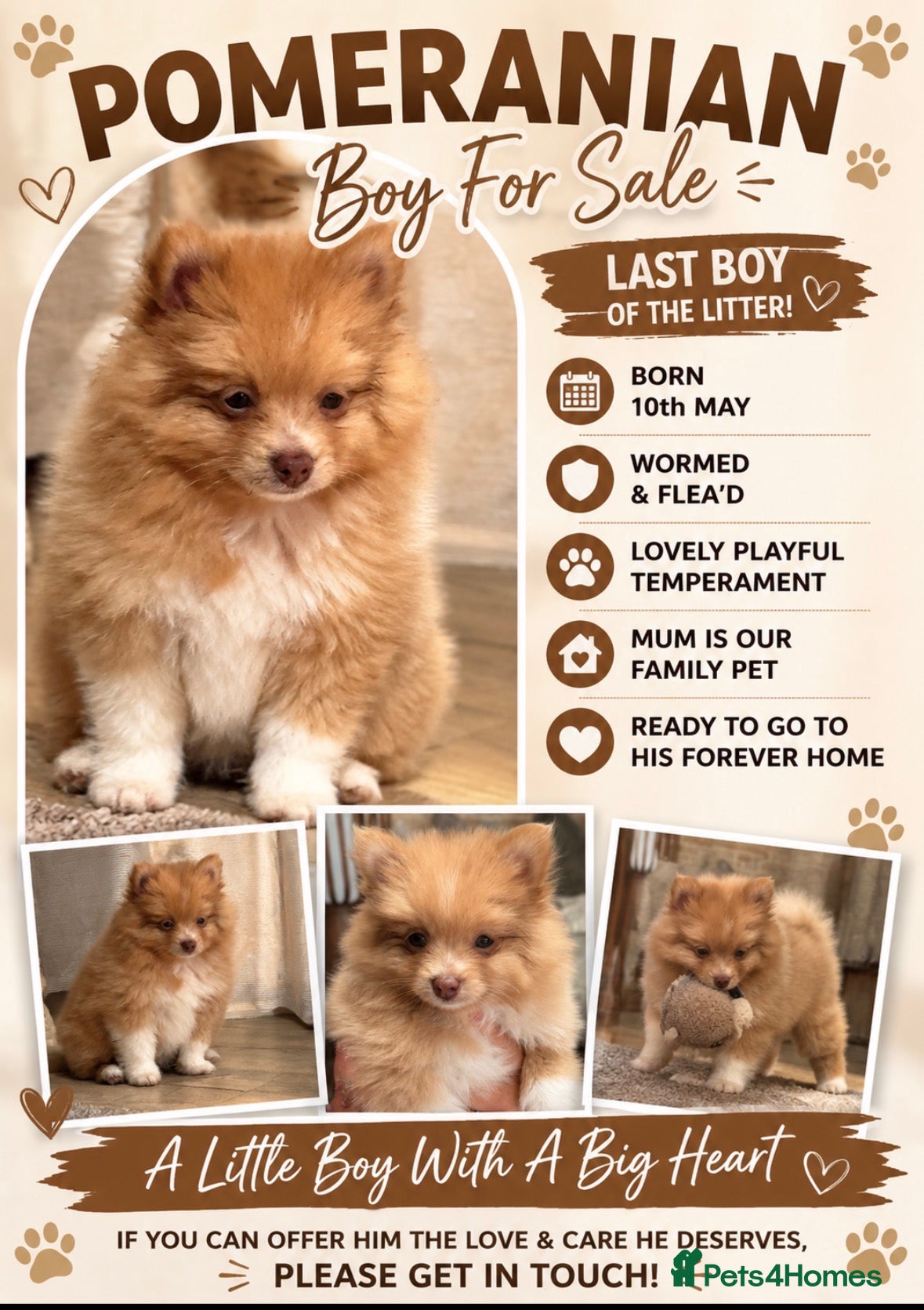 Pomeranian dogs Cream Pomeranian Boy  - Advert 2