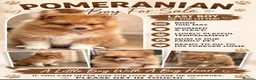 Pomeranian dogs for sale: Cream Pomeranian Boy  - Advert 1