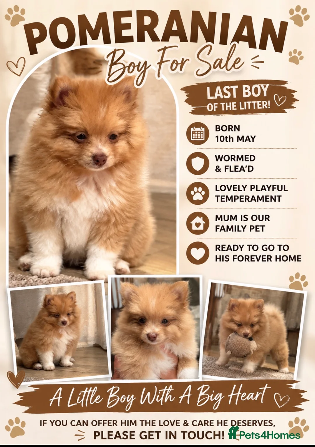 Pomeranian dogs for sale: Cream Pomeranian Boy  - Advert 1