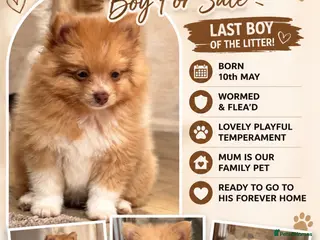 Pomeranian dogs Cream Pomeranian Boy - Advert 1