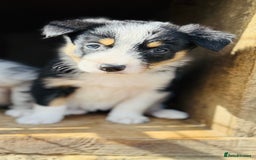 Border Collie dogs for sale: Gorgeous Tri colour border collie puppies  - Image 12