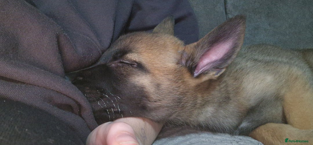 Mixed Breed dogs for sale: Male mali x GSD - Image 10