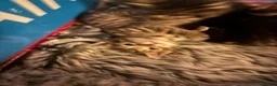 Bengal cats for sale: Rare Pedigree Zorro masked charcoal Bengal Kittens in Orpington - Advert 2