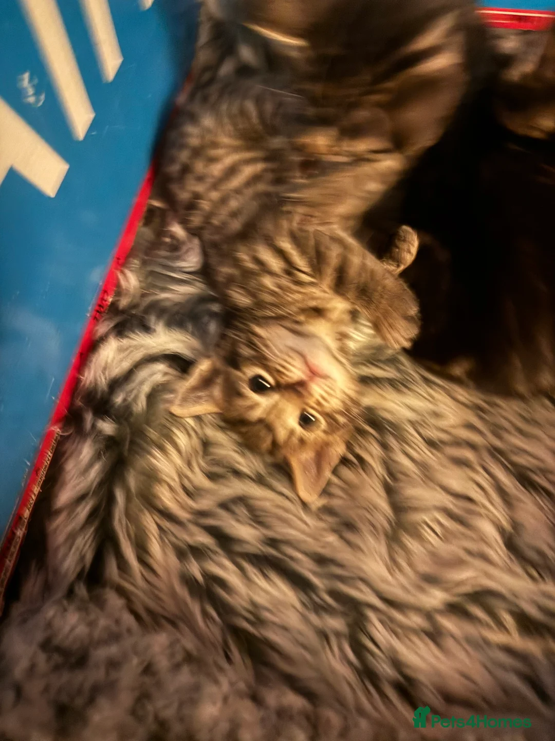 Bengal cats for sale: Rare Pedigree Zorro masked charcoal Bengal Kittens in Orpington - Advert 2
