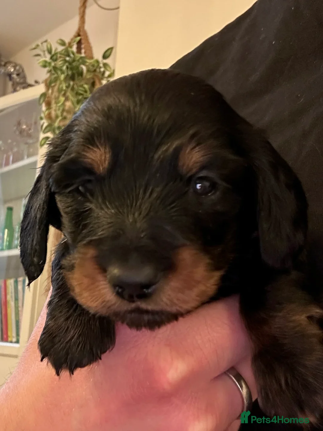 Miniature Dachshund dogs for sale: ✨ Miniature Long Haired Dachshund Puppies  ✨ - Advert 20
