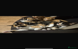 Mixed Breed cats for sale: Ginger stripped Male kitten  - Image 5