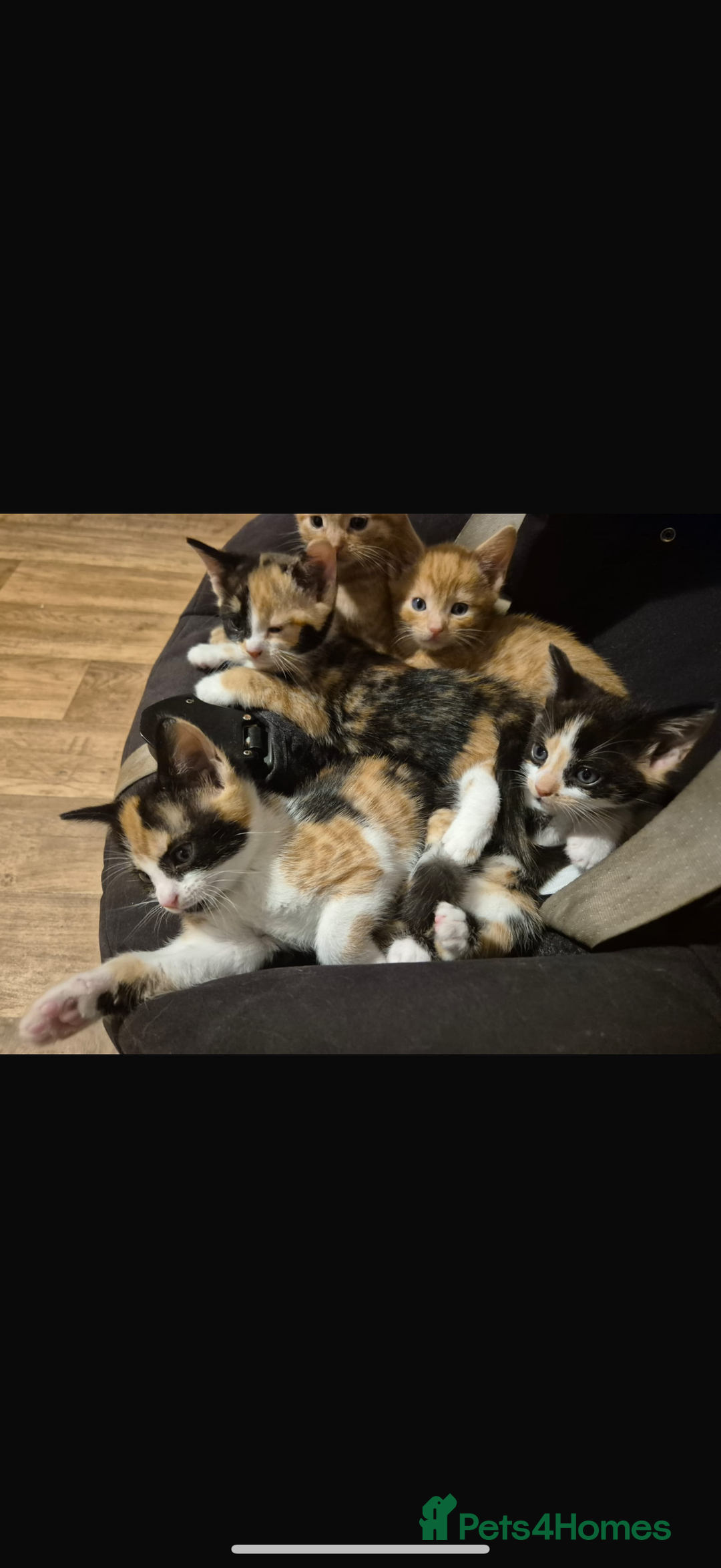 Mixed Breed cats for sale: Ginger stripped Male kitten  - Image 5