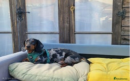 Dachshund dogs for sale: Adorable Dachshund - Image 5