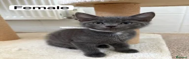 British Shorthair 5