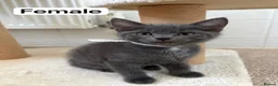 British Shorthair cats for sale: 5 little Kittens looking for new home in Chatteris - Advert 9