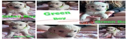 Golden Retriever dogs for sale: Beautiful Home Raised Golden Retriever Puppies - Advert 11