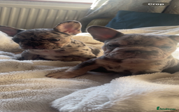 French Bulldog dogs for sale: French bulldogs boys and girls  - Image 1